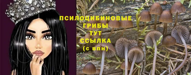 Псилоцибиновые грибы Psilocybe  Кинель 