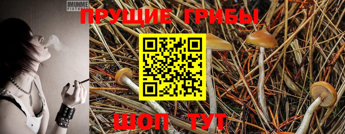 Кинель  где можно купить   Вход с VPN  Галлюциногенные грибы мухоморы 